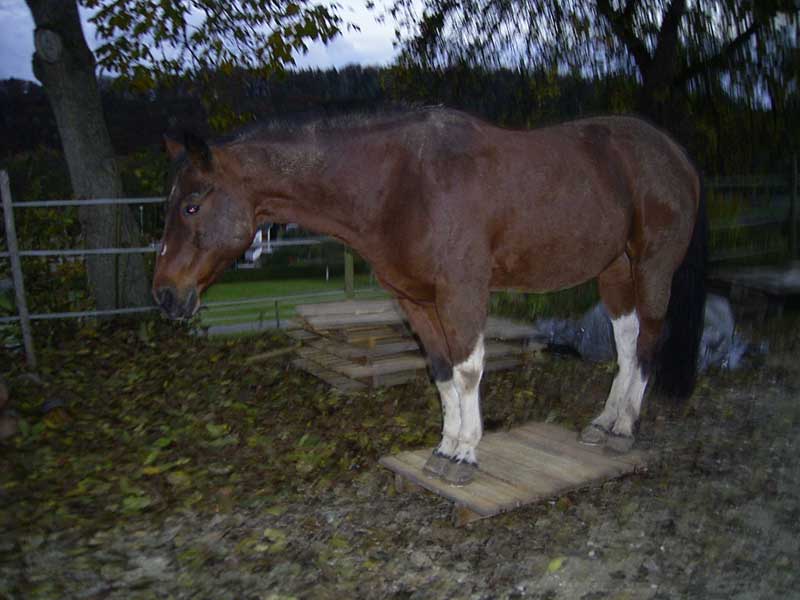 bergziege